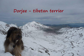 dorjee