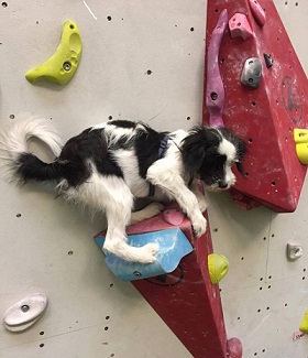 Komec dogbouldering